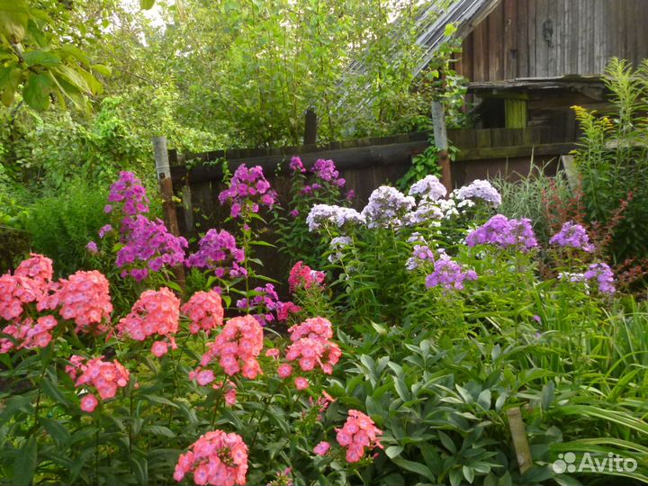 Растения и цветы для сада