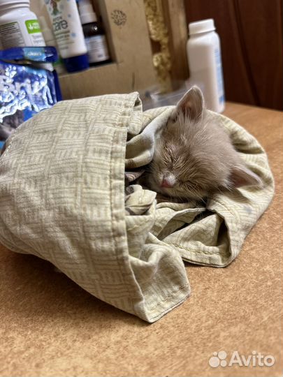 Котенок персиковый