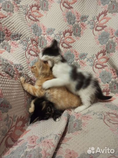 Кот бесплатно