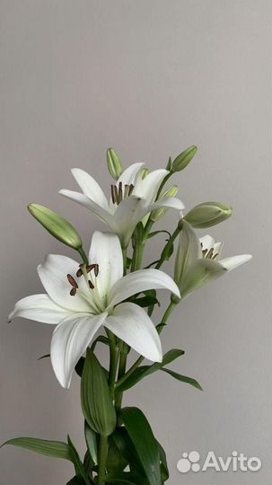 Лилии букет