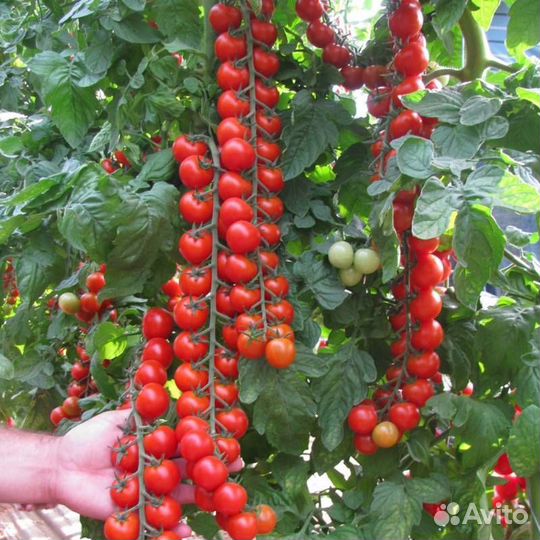 Рассада томатов, перцев, баклажан