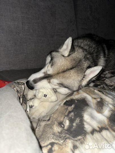 Кабель хаски