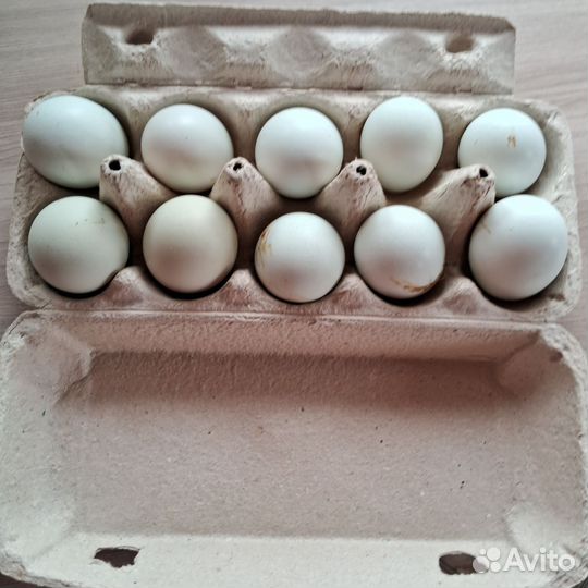 Яйцо инкубационное америукана лаванда