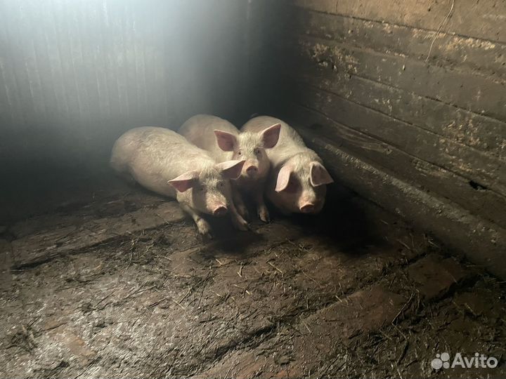 Поросята(боровки)