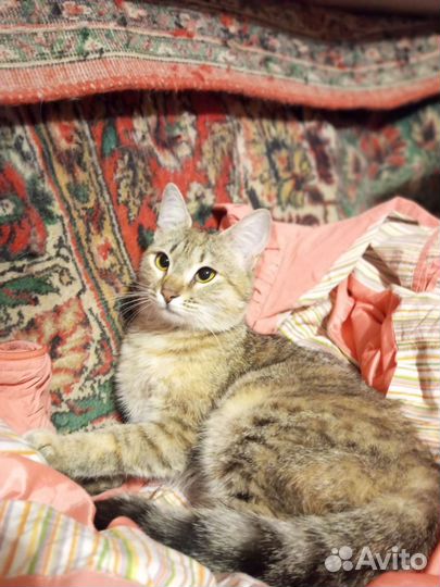 Кошечка, подросток, ответственному человеку