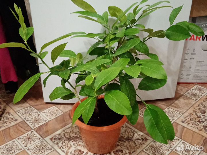 Комнатные цветы