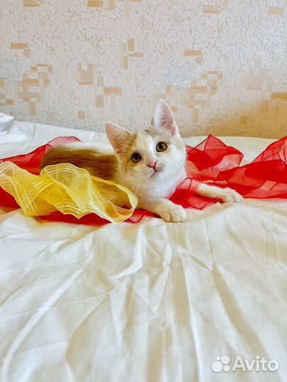 Котенок мальчик Сеня