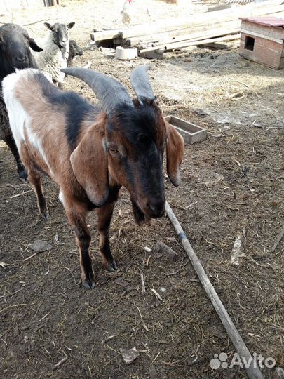 Нубийский козел и козлятки