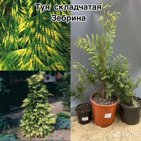 Хвойные растения