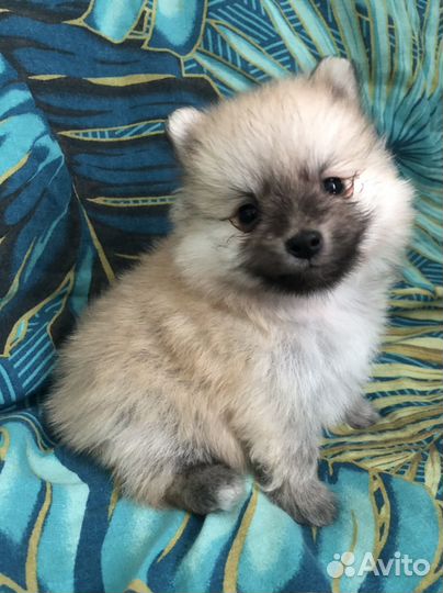 Щенки шпица