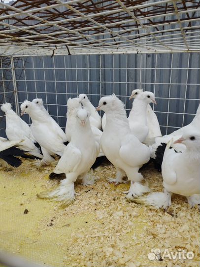 Сороки Чернохвостые, Турецкая Такла