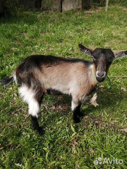 Козочка и дойная коза