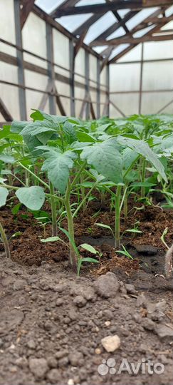 Рассада помидор