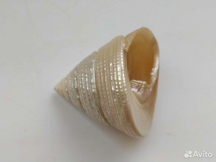 Ракушка морская