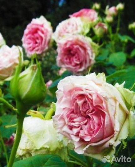 Роза чайно-гибридная Джим