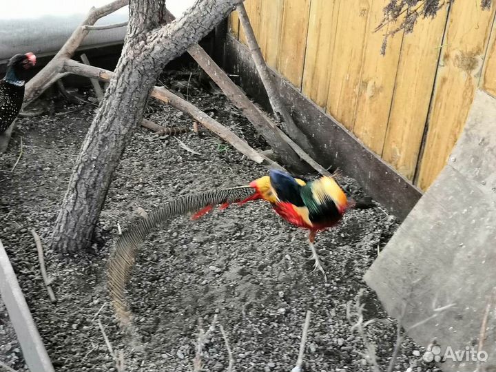 Фазаны золотые, черноплечие павлины