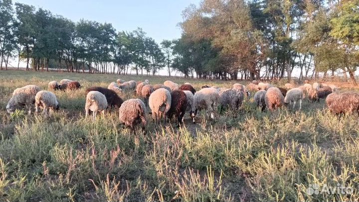 Продаются ягнята романовской породы, козлята