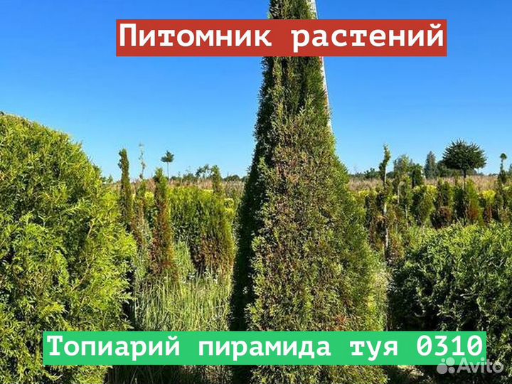 Саженцы Топиарий пирамида туя 0310