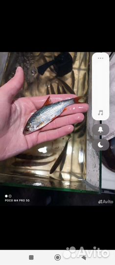 Живец плотва