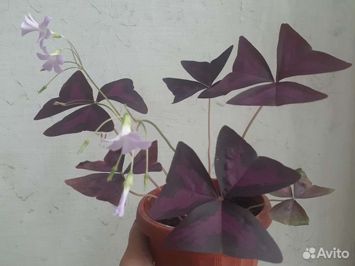 Оксалис (кислица)