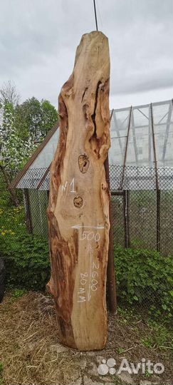 Слэб широкий из карагача