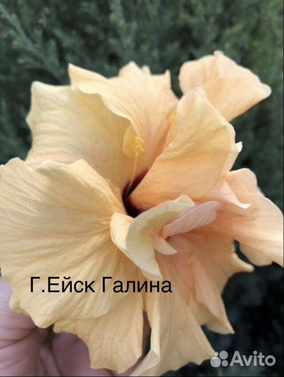 Гибискус,китайская роза