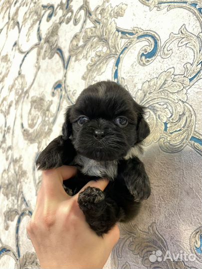 Щенки щитцу