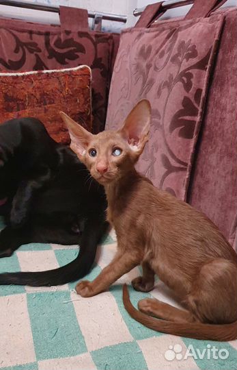 Ориентальные котята
