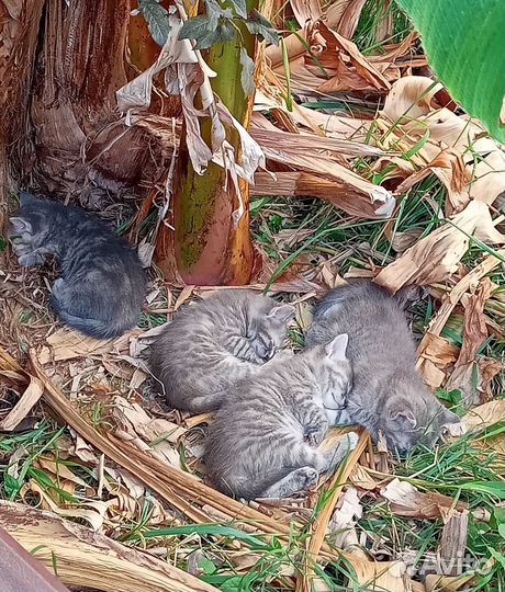 Кошка в дар