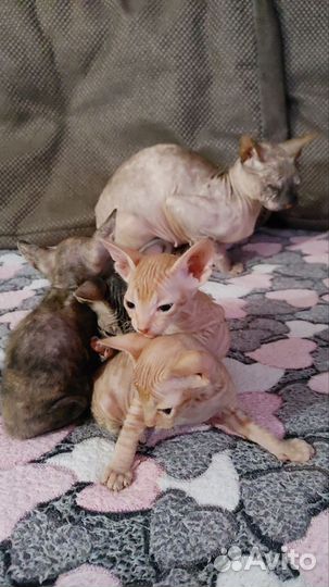 Котята сфинкс