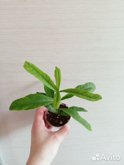 Редкие растения