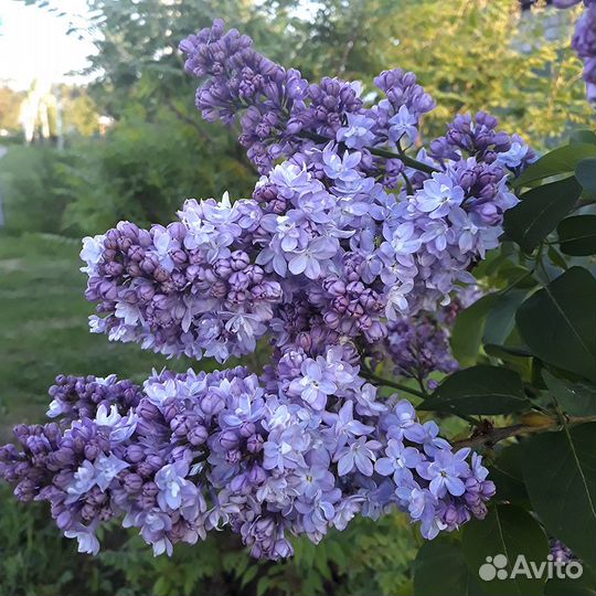Цветущие кустарники
