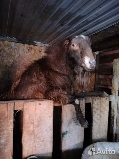 Козел на племя