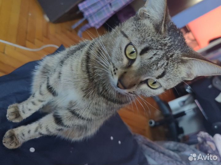 Отдам в добрые руки кота и кошку