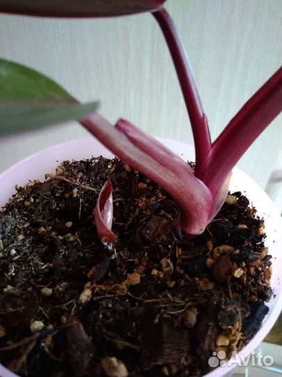 Филодендрон розовая принцесса и белый рыцарь