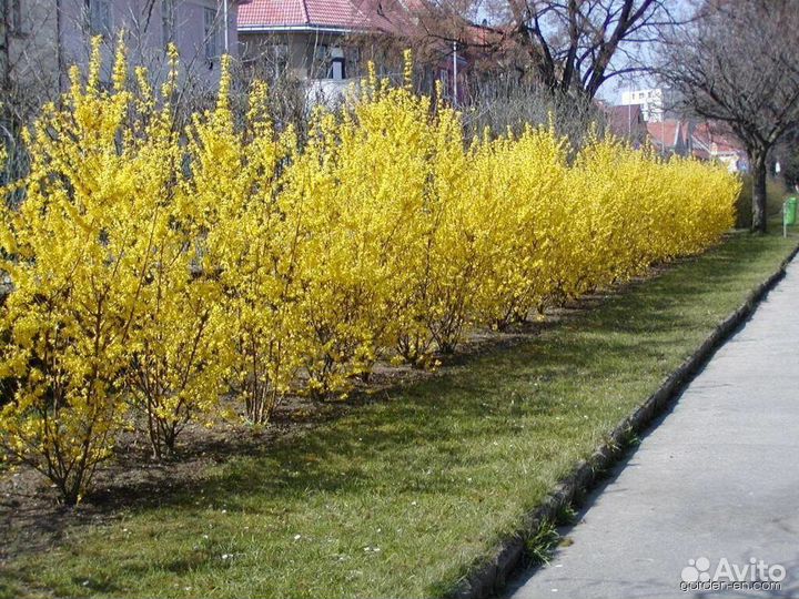 Форзиция кустики