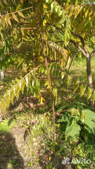 Кустарник Сумах Оленерогий (rhus typhina)