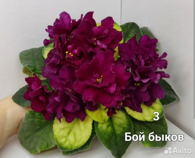 Листики сортовых фиалок