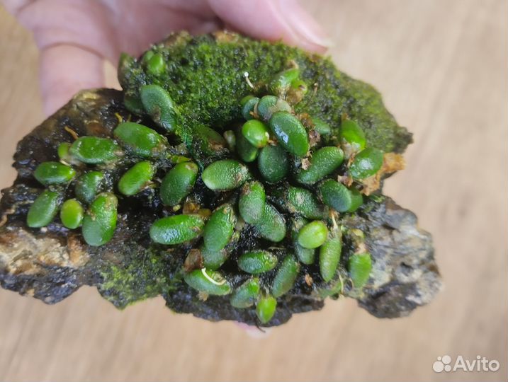 Дендробиум lichenastrum