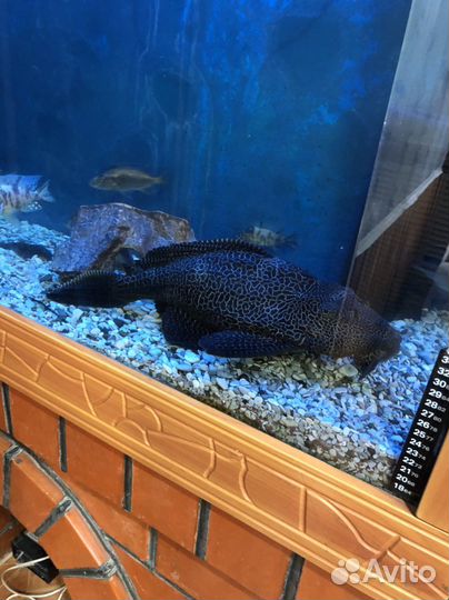 Аквариумные рыбки