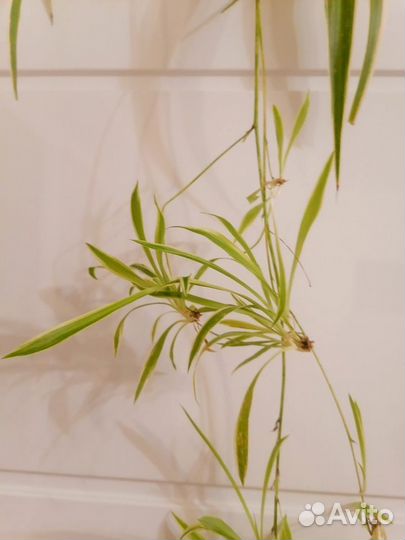 Хлорофитум