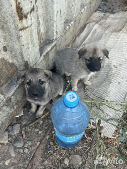 Щенки в добрве руки