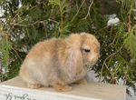 Карликовые кролики- Минилоп
