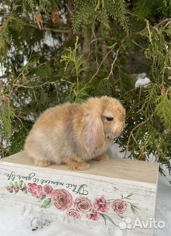 Карликовые кролики- Минилоп объявление продам