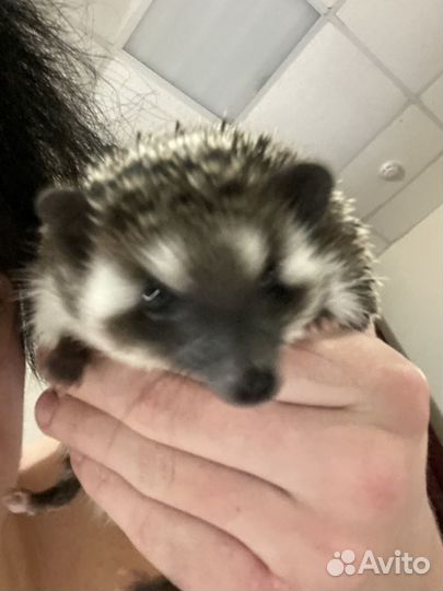 Африканский карликовый еж