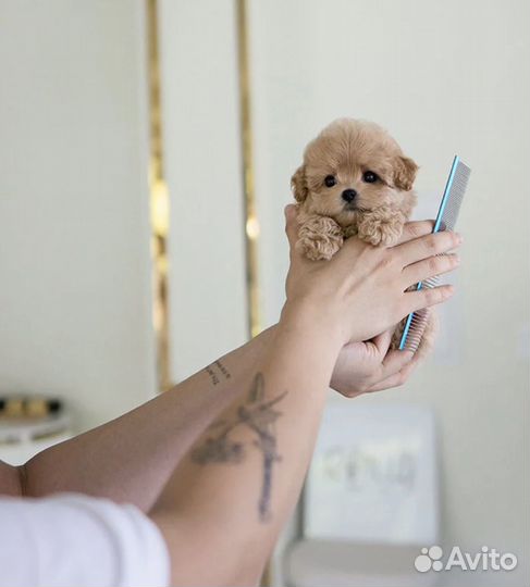 Мальтипу f1 микро и мини есть выбор