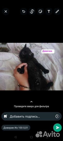 Котята в добрые руки бесплатно
