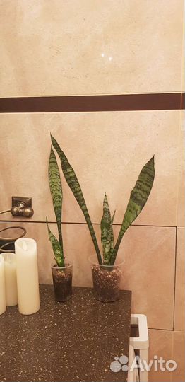 Сансевиерия блэк коралл,блэк голд файер