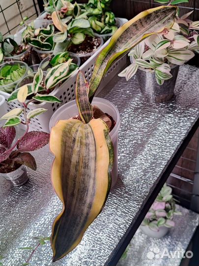 Сансевиерия кирки крем сильвер