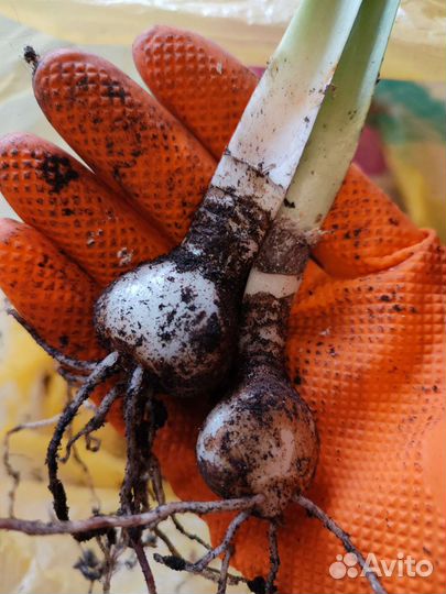 Гиппеаструм